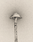 'Fungus' Print